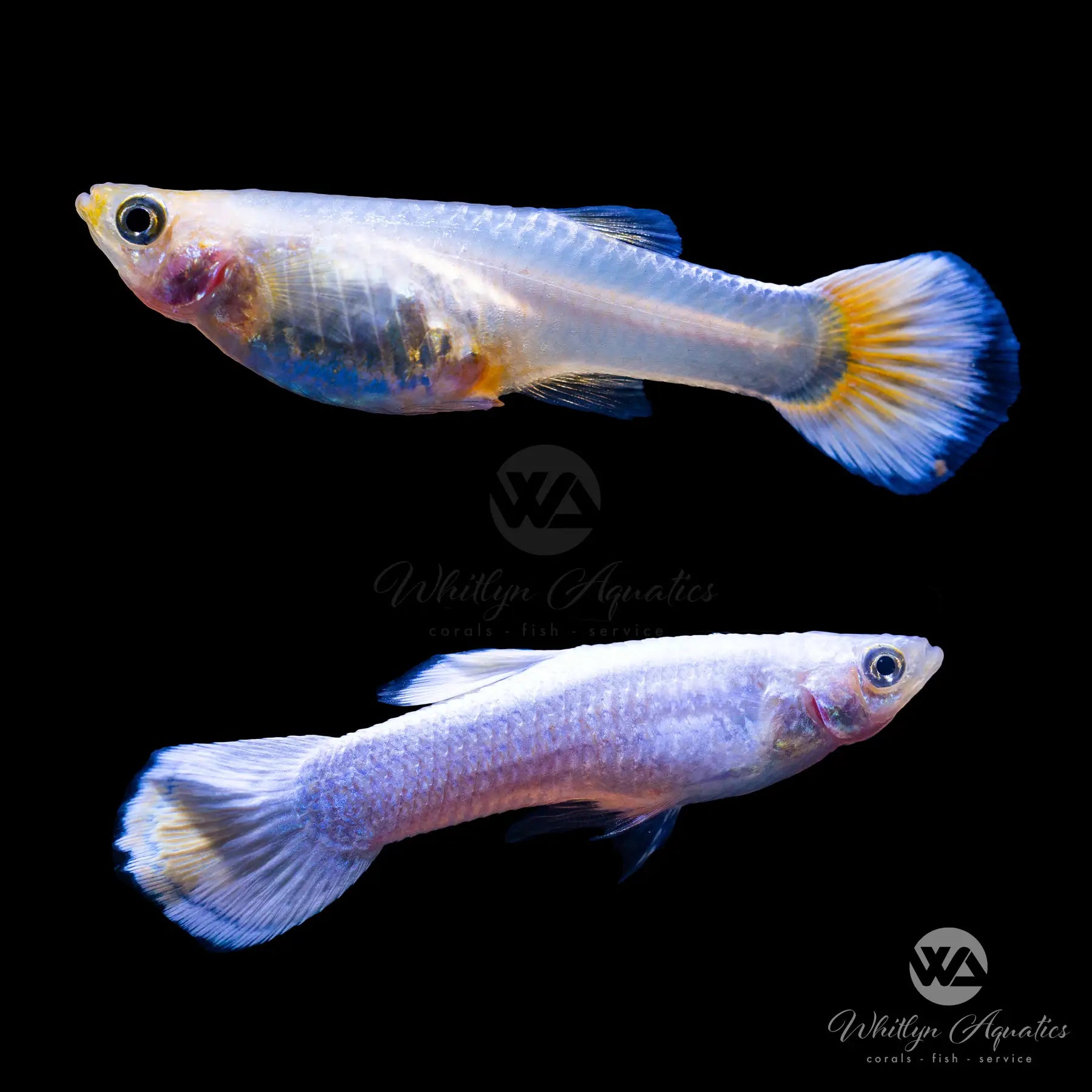 Premium Snow White Guppy Pair (1 Male & 1 Female) - Live Tropical Fish for Aquarium, Fish Tank, or Home Decoration