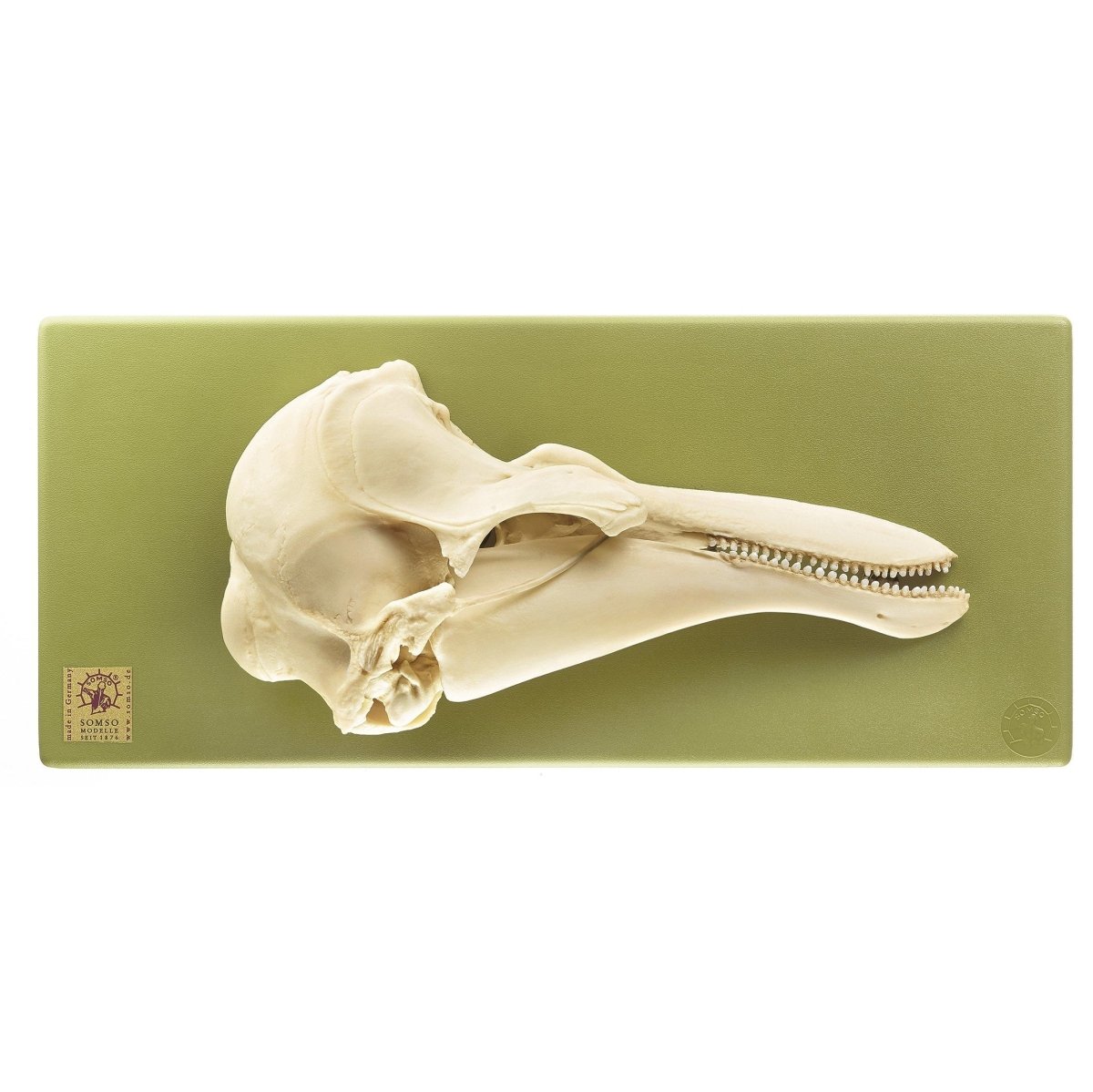 Harbour Porpoise Skull Half - Right Side Specimen for Marine Biology Study, Animal Skull Collection, and Educational Display