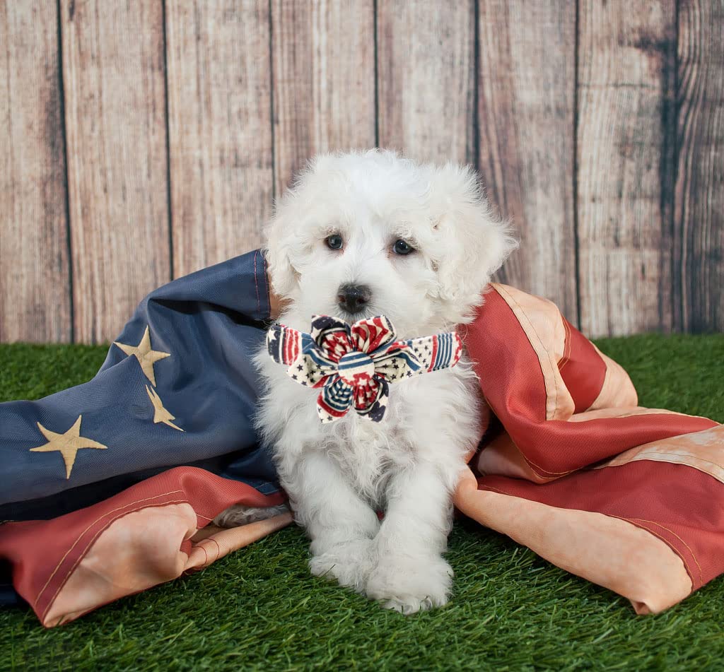 Stylish American Flag Dog Collar with Detachable Flower - Adjustable Pet Collar for Small Dogs | Perfect for Patriotic Events, Daily Walks & Gift Giving