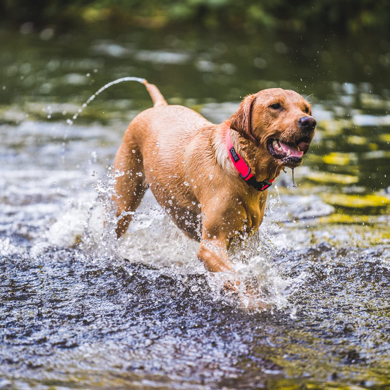 Pink Small Dry Dog Collar - Waterproof & Comfortable Pet Collar for Small Dogs - Perfect for Bathing, Swimming & Outdoor Adventures