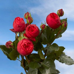 GlobalRose 72 Dark Red Premium Fresh Roses - Long Stemmed Valentine's Day Flowers for Delivery - Perfect for Birthday, Anniversary & Romantic Occasions - Wedding Centerpiece, Proposal Gift, Home Decoration
