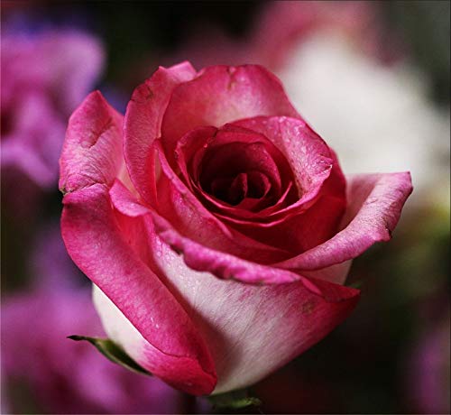20x30 Inch Romantic Pink Rose Flower Laminated Poster - Vibrant Colors & High-Quality Print - Perfect for Home Decor, Bedroom, Living Room, Office Wall Art - Fits Standard Frames