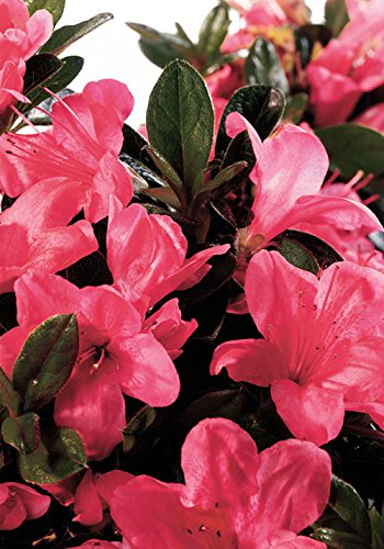 Encore Azalea Autumn Cheer 1 Gallon Pink Flowering Shrub - Full Sun Outdoor Live Plant for Landscaping, Garden Borders & Patio Decor