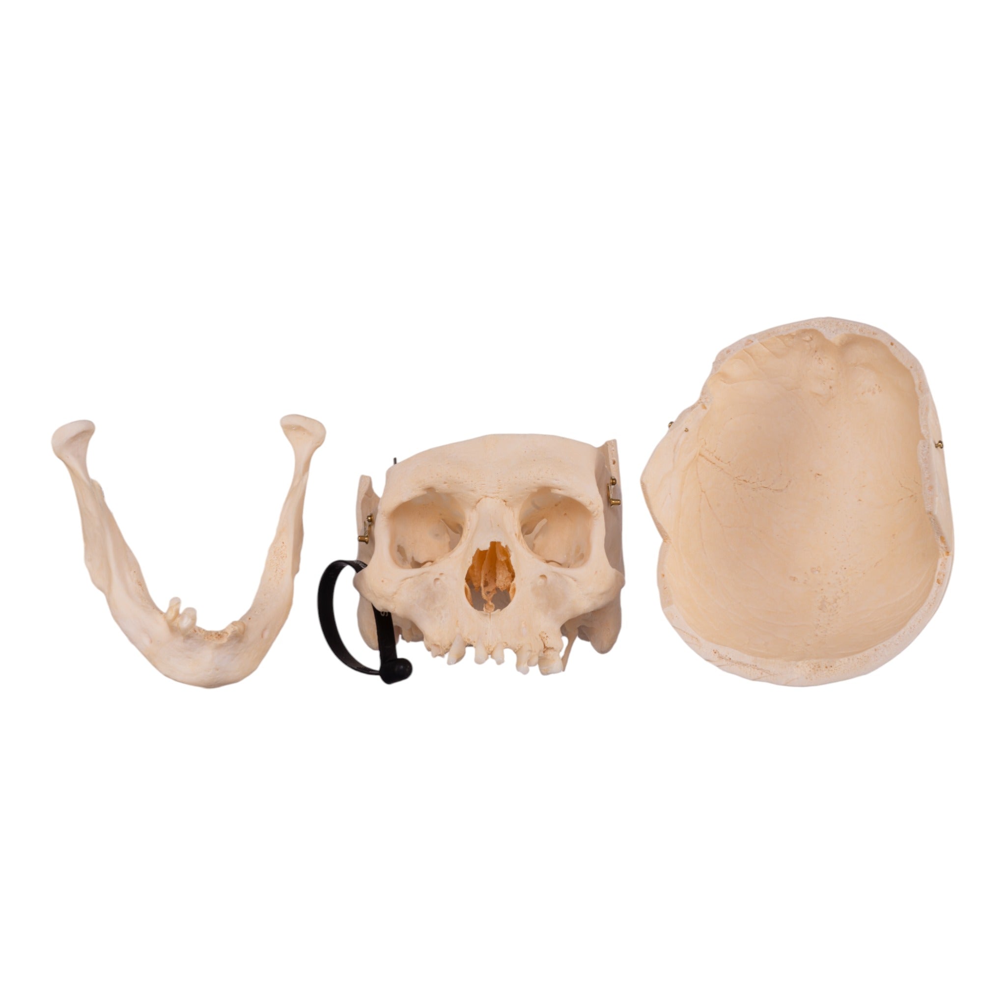 Authentic Human Skull Model for Medical Research & Anatomy Study - Perfect for Medical Training, Classroom Education & Halloween Decor