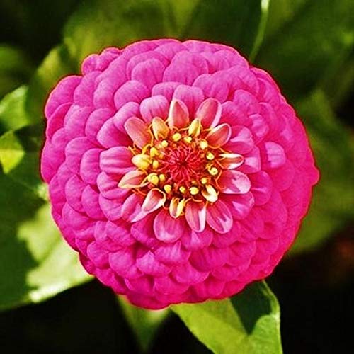 California Giant Zinnia Seeds Mix - Zinnia elegans Pompon Annual Flower Seeds for Outdoor Garden Planting - Perfect for Borders, Beds & Cut Flower Arrangements