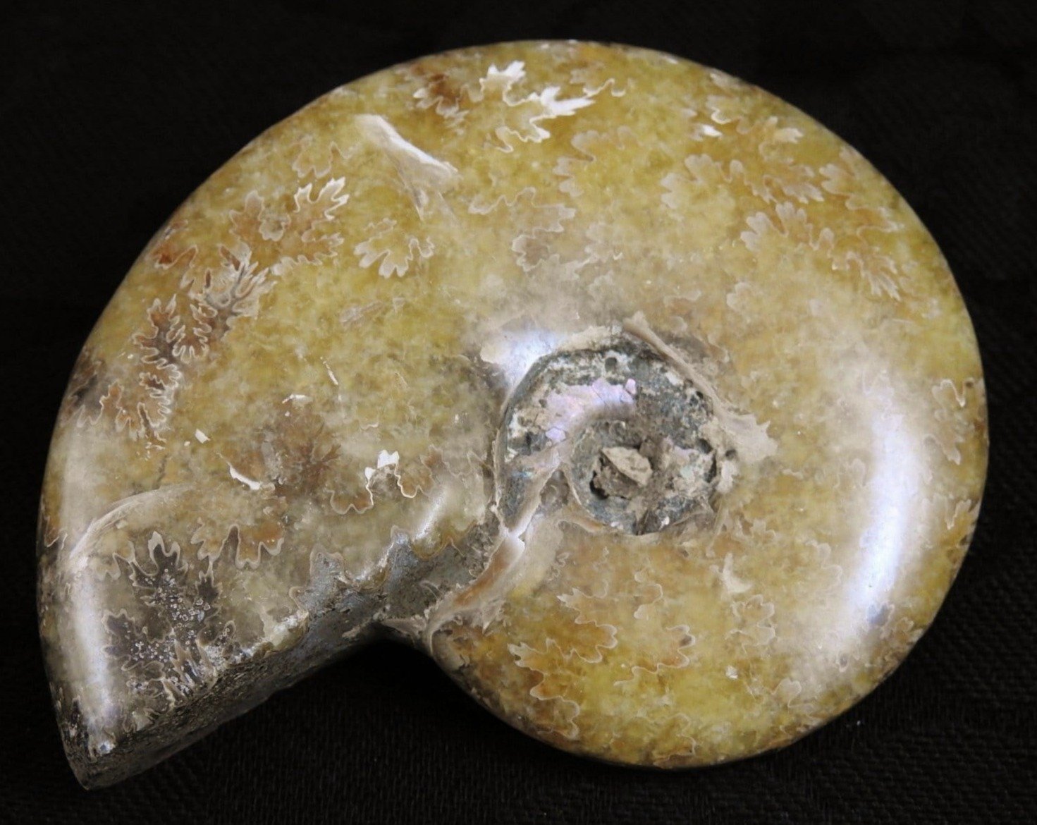 Authentic Ammonite Fossil from Morocco - Natural Stone for Home Decor, Jewelry Making & Fossil Collecting - Perfect for Gifts, Science Education & Meditation Spaces