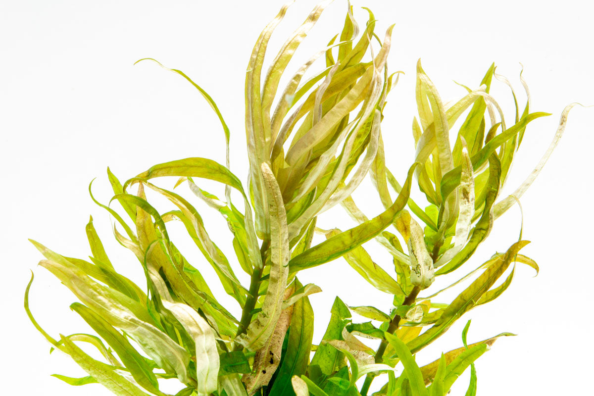 Nesaea Crassicaulis Aquatic Plant for Freshwater Aquariums | Live Aquarium Plants for Fish Tanks | Perfect for Aquascaping and Natural Habitat Setup