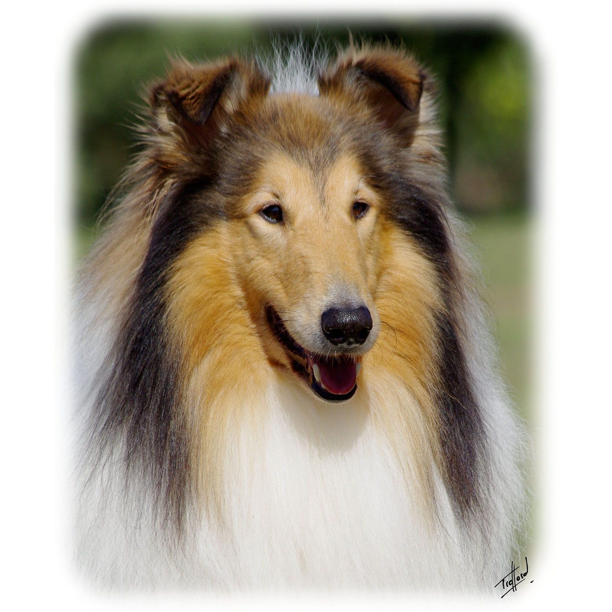 Collie Rough AA011D 031 Oval Car Bumper Sticker - Funny Dog Lover Decal for Cars, Trucks & Laptops - Perfect for Pet Owners & Animal Enthusiasts