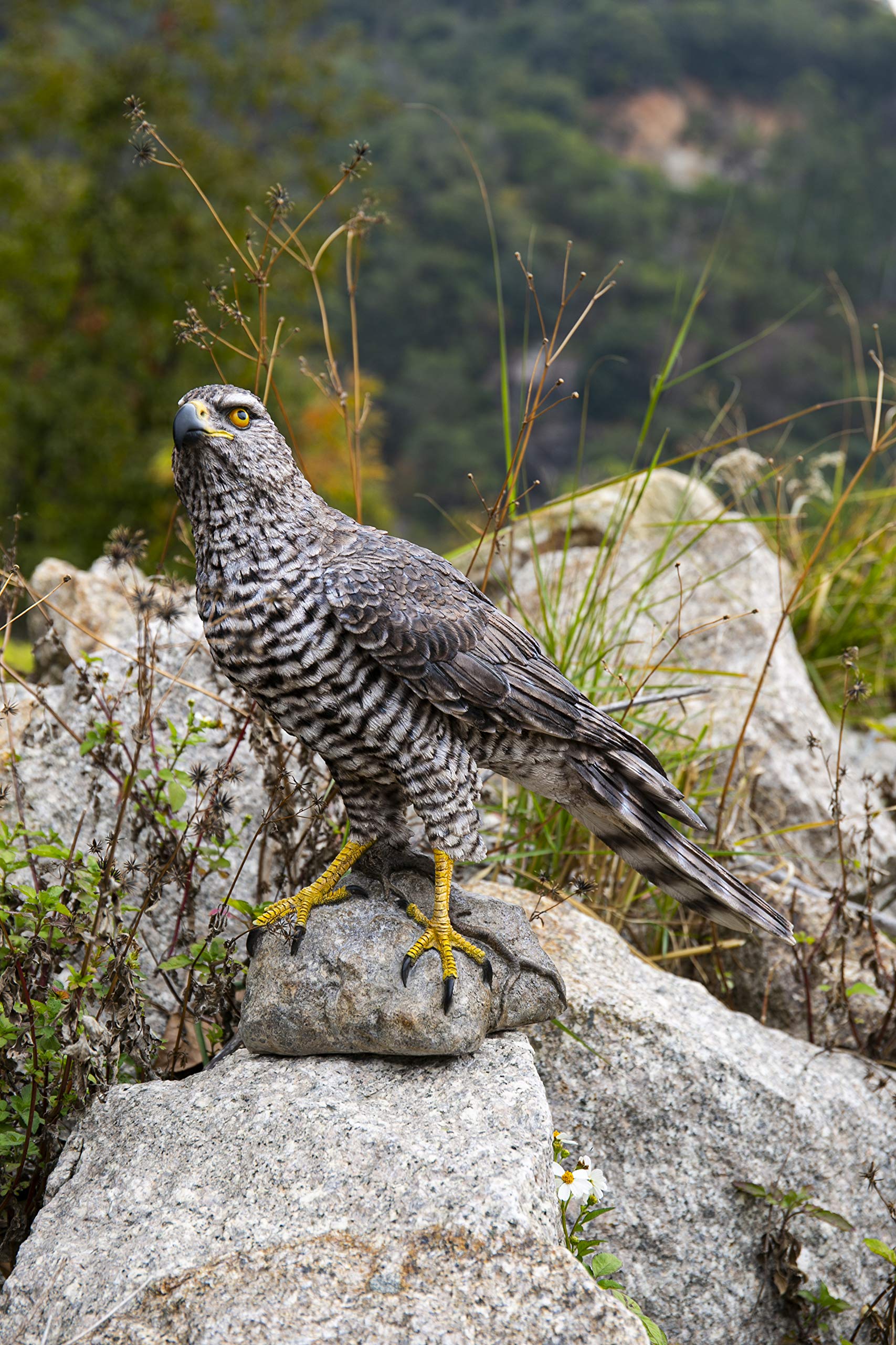 Hi-Line Gift Ltd. Northern Goshawk Standing on Rock Statue - Realistic Grey & Black Falcon Sculpture for Home Decor, Office Display & Outdoor Garden Decoration