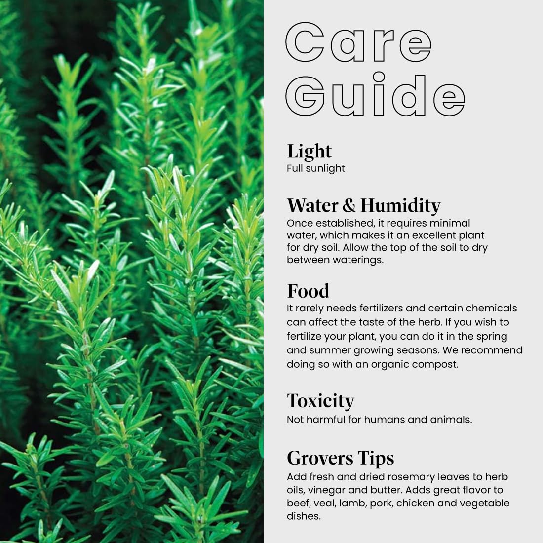 Tuscan Blue Rosemary Live Plant - Fragrant Blue & Violet Flowers, Edible Herb for Cooking - 10