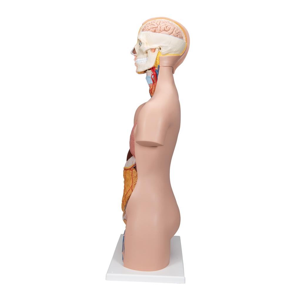 Unisex Anatomical Torso Model with Half Skull Head - 12-Piece Detachable Human Body Anatomy for Medical Students & Artists | Perfect for Classroom Study, Art Reference & Science Education