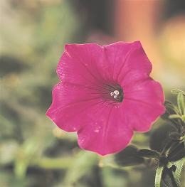 Petunia Spreading Tidal Wave Cherry 1000 Seeds - Fast Growing Flower Seeds for Garden Beds, Hanging Baskets & Landscaping