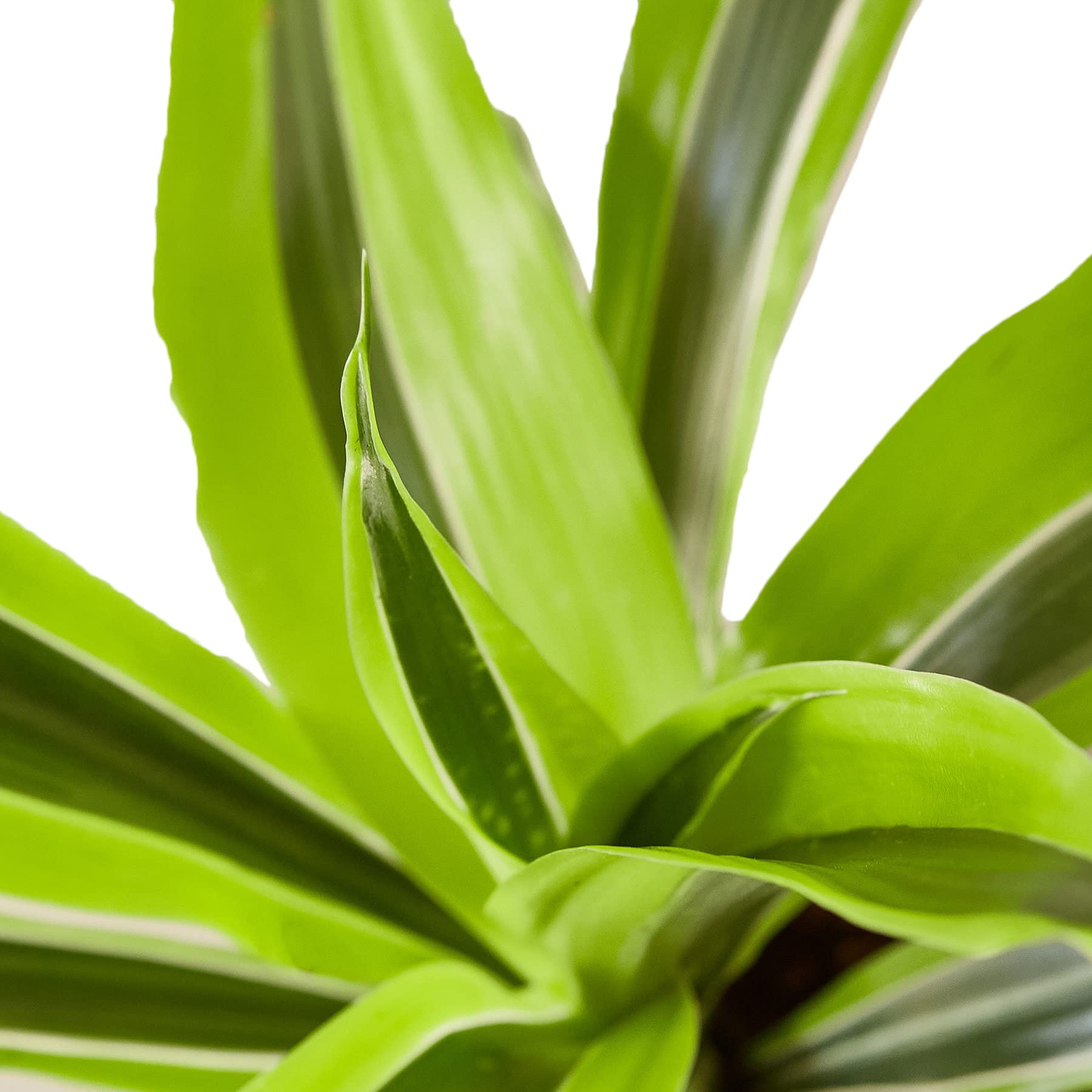 Dracaena 'Lemon Lime' Live Indoor Plant - 4
