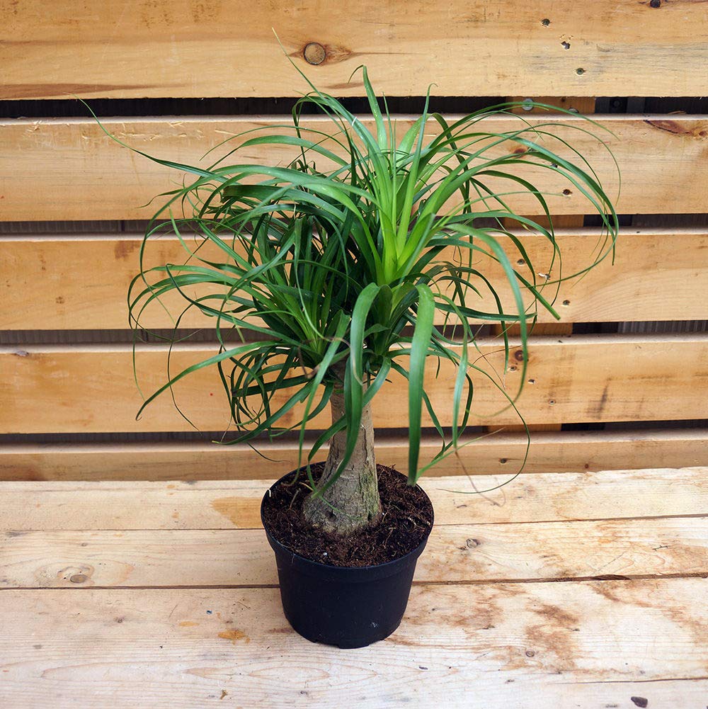 Beaucarnea Recurvata (Ponytail Palm) - 5 Live Indoor Plants in 6