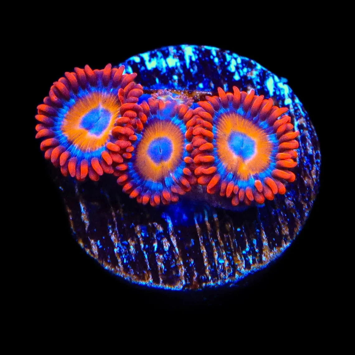 Premium Blue Eyed Blondie Zoanthids Coral for Saltwater Aquariums - Vibrant Reef Tank Decor & Marine Life Enhancement