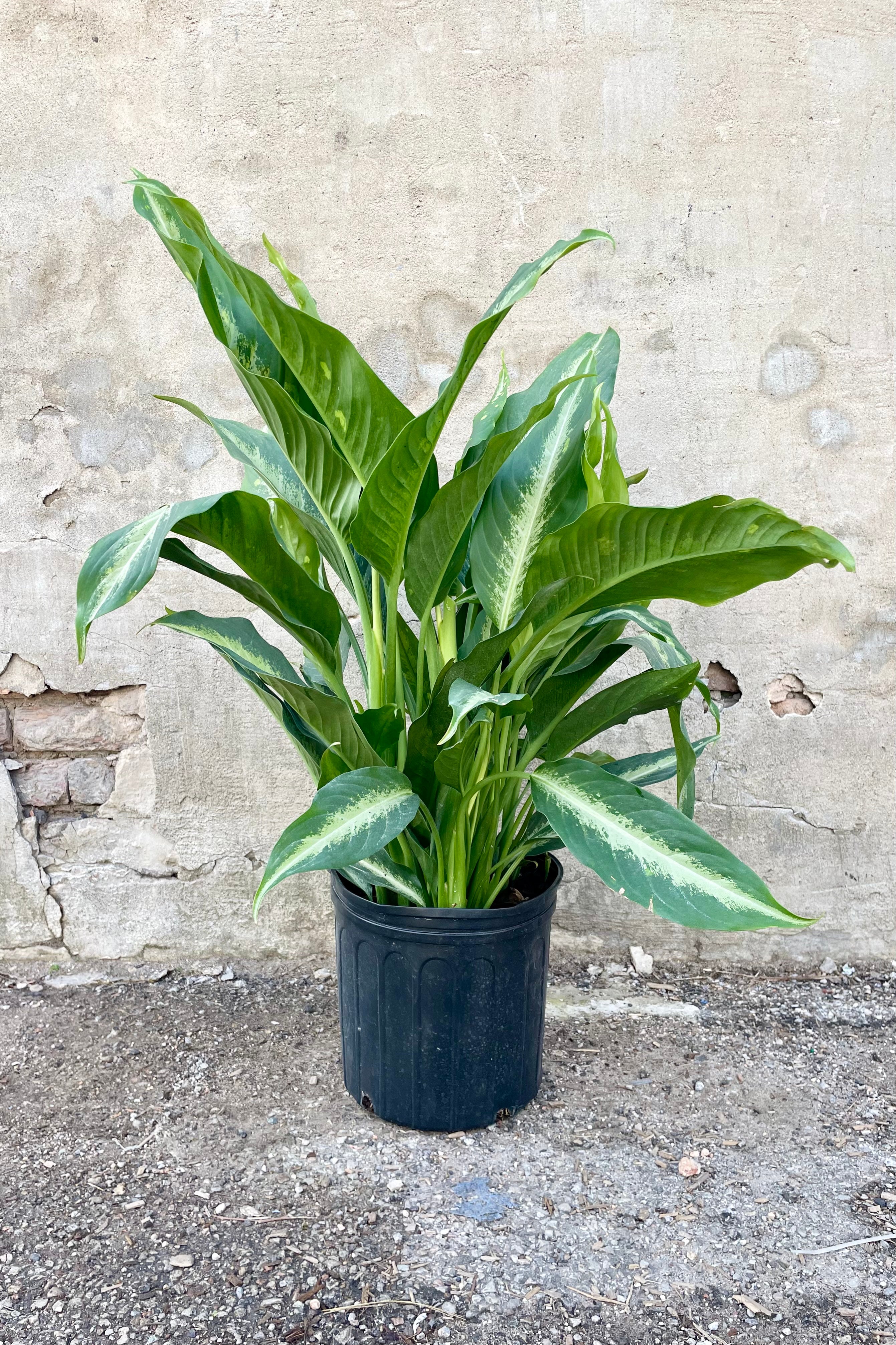 Dieffenbachia 'Panther' 10
