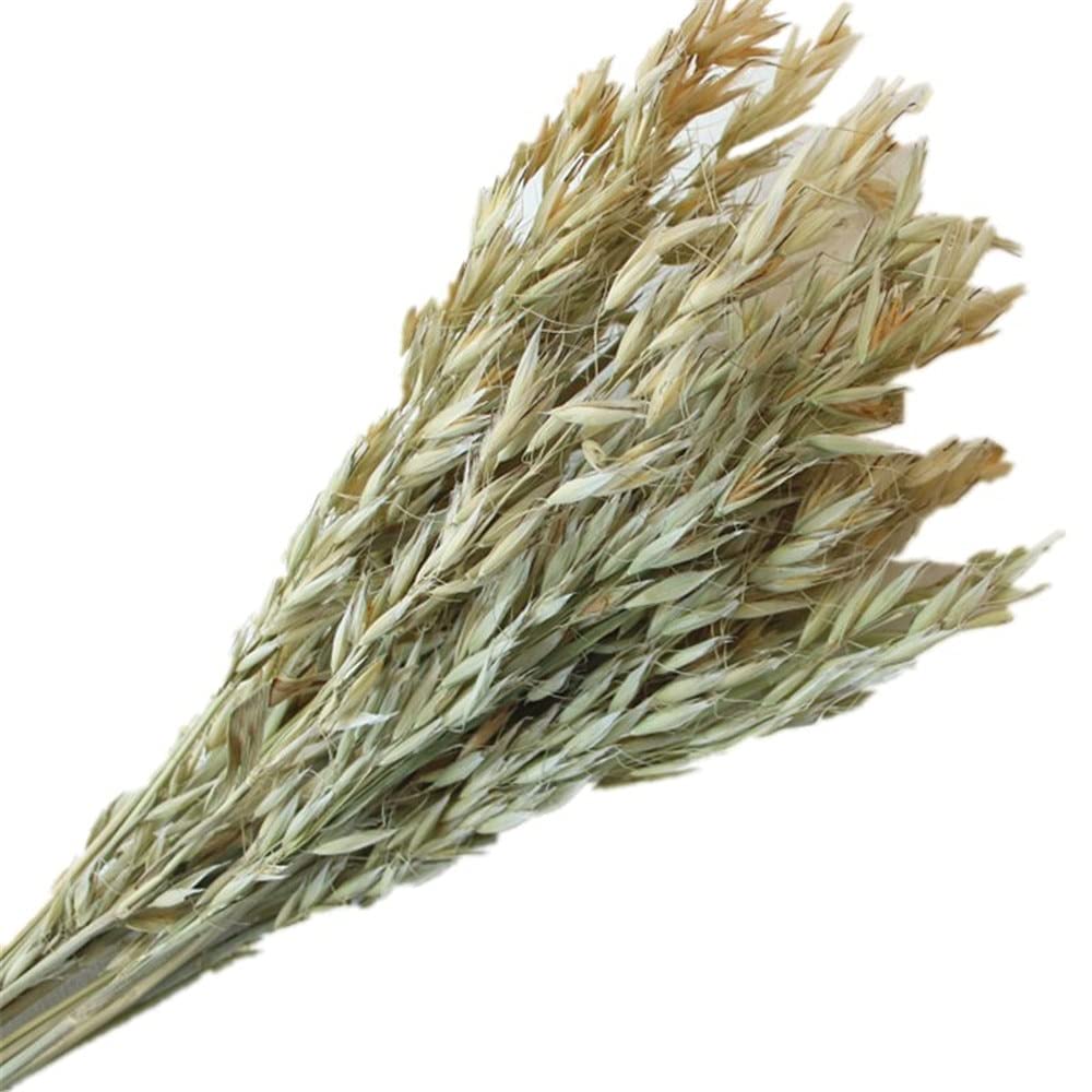 NHUNPPGR 30pcs Dried Natural Oat Flower Bouquets - Rustic Wheat Stems for Home Decor, Wedding Centerpieces & Farmhouse Floral Arrangements