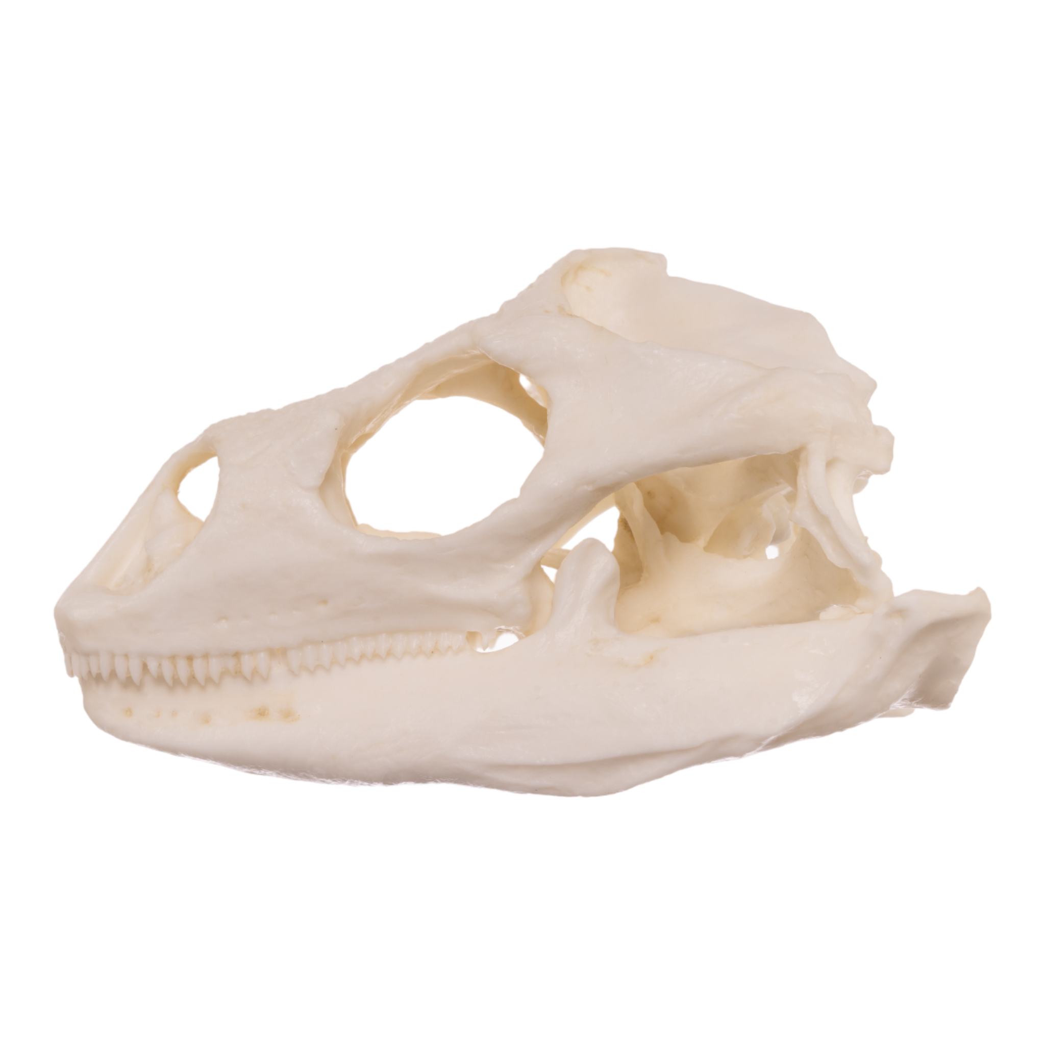 Authentic Replica Anegada Rock Iguana Skull - Lifelike Collectible Specimen for Science Education & Home Decor - Perfect for Biology Classrooms, Museum Displays & Gothic Home Decor