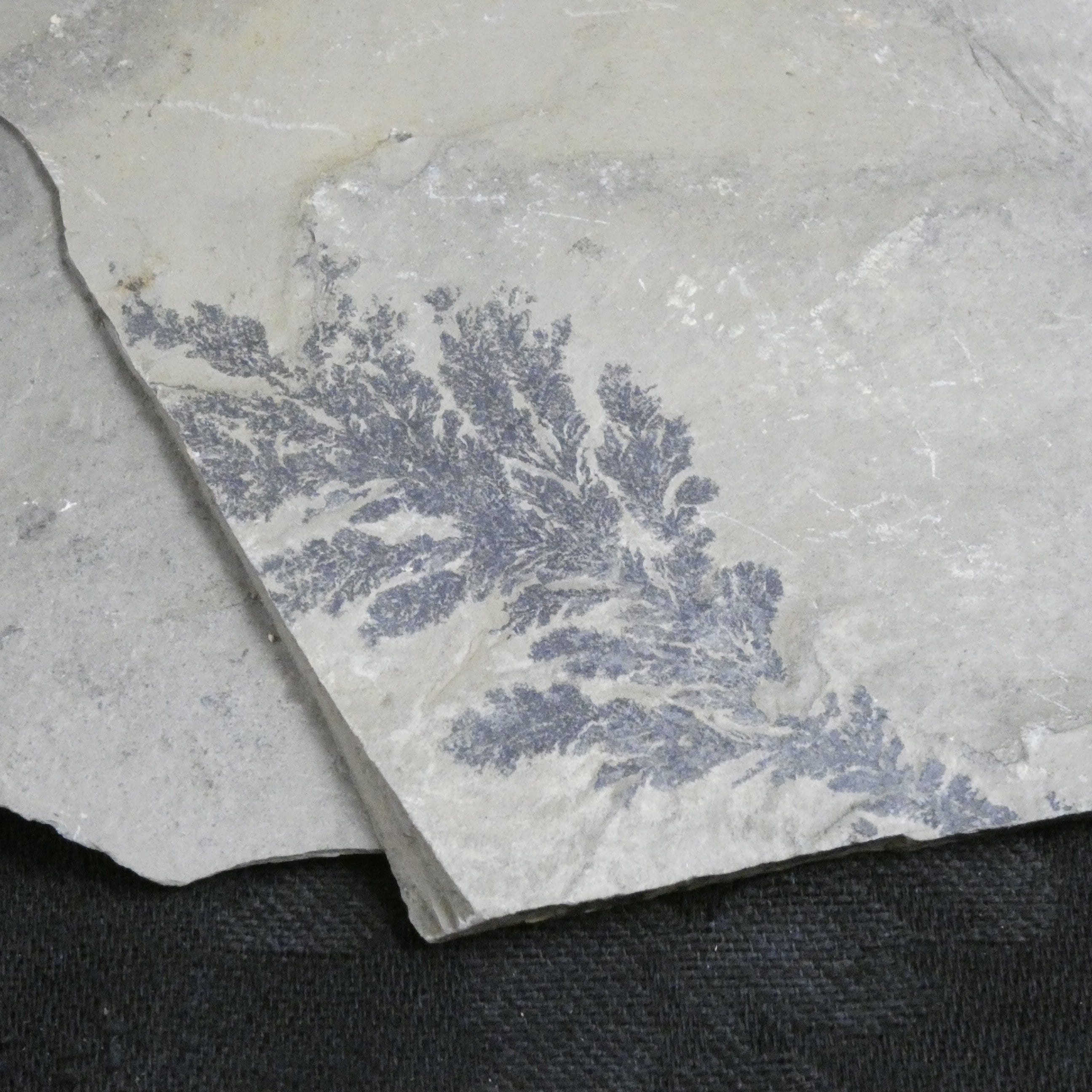 Dendrites in Matrix - Premium Quality Dendrite Crystals for Collectors & Decor | Perfect for Home Display, Science Education & Gift Giving