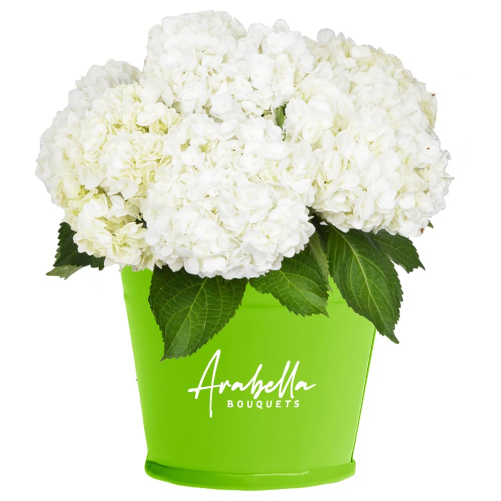 8 Stems Premium Fresh White Hydrangea Bulk Flowers | Arabella Bouquets | Wedding, Graduation, Birthday, Congratulations Floral Arrangements | Perfect for Centerpieces, Bridal Bouquets, and Home Decor