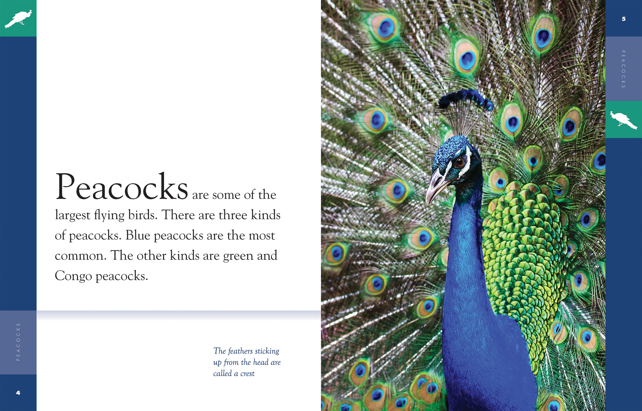 Amazing Animals (2014): Peacocks - Stunning Nature Documentary | Wildlife Exploration | Perfect for Nature Lovers & Educational Use