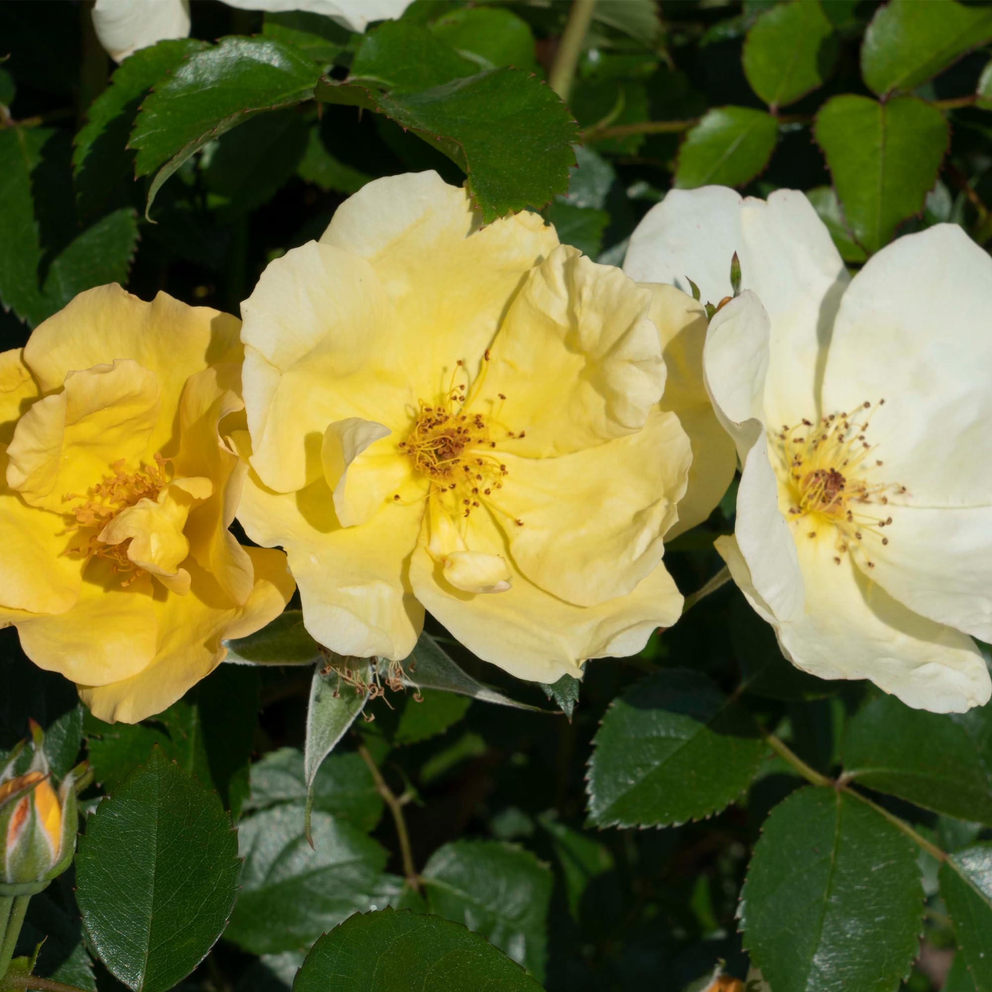 2 Gallon Knock Out Easy Bee-zy Rose Shrub - Fragrant Pink Blooms, Low Maintenance Perennial for Landscaping, Gardens & Outdoor Decor