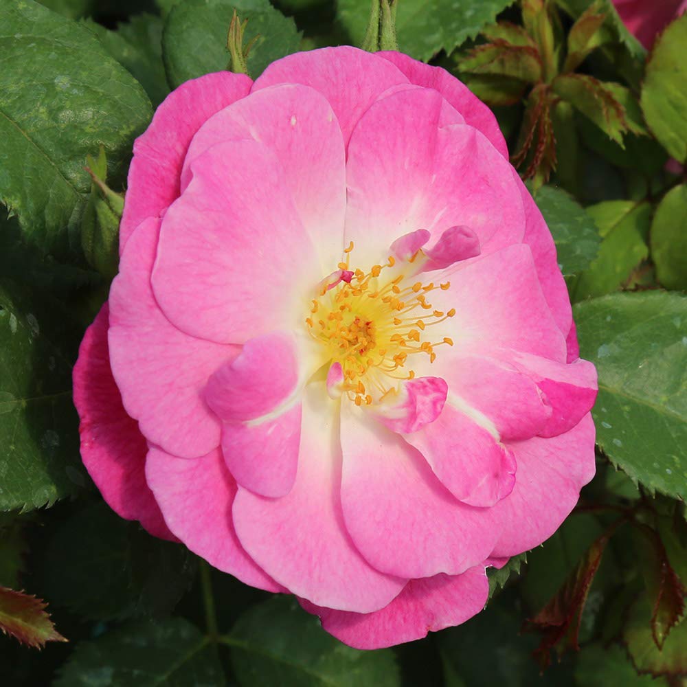 Heirloom Roses Easy to Please™ Pink Floribunda Rose Bush - Live Outdoor Garden Plant for Landscaping, Borders & Container Gardening