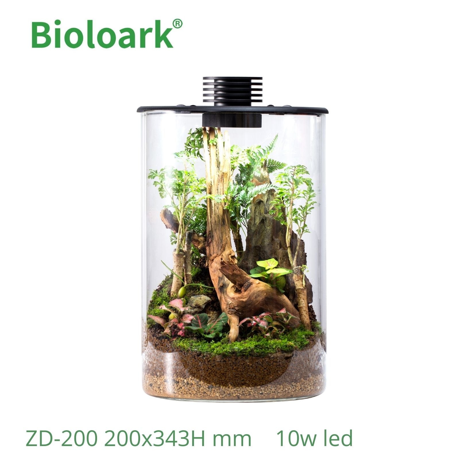 BIOLOARK Glass Cylindrical Terrarium for Plants & Reptiles - ZD 150 & ZD 200 Sizes - Perfect for Home Decor, Office Display & Mini Garden Setups