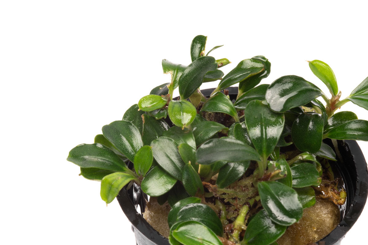 Bucephalandra Mini Coin Aquatic Plant for Freshwater Aquariums - Perfect for Nano Tanks, Aquascaping & Shrimp Habitats