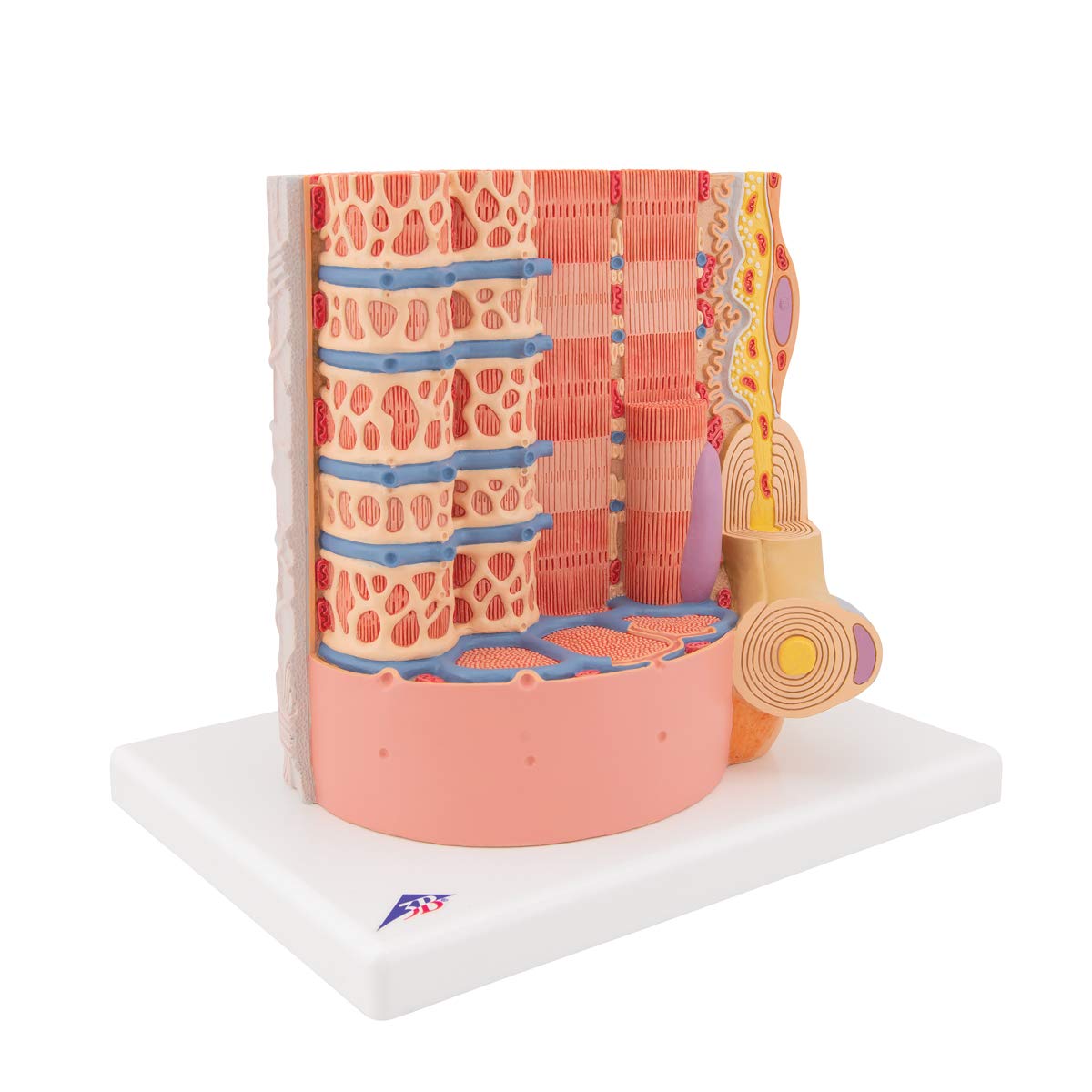 3B Scientific B60 Microanatomy Muscle Fiber Model - 10,000X Magnified Human Muscle Structure (7.3