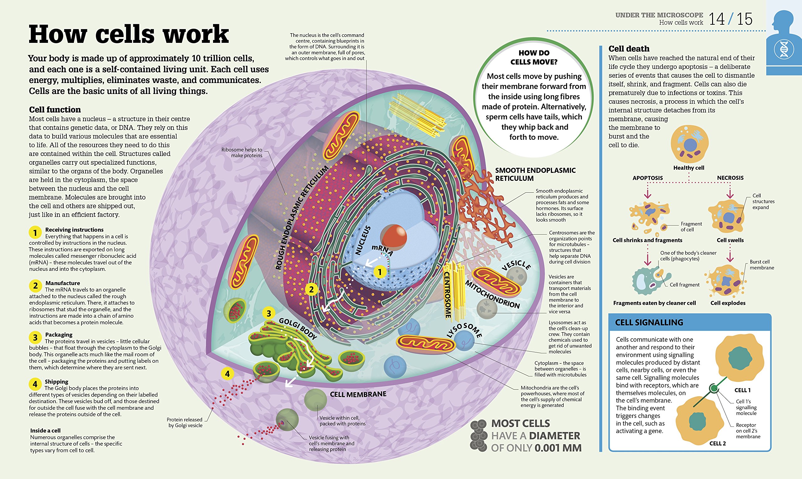 How the Body Works: The Facts Simply Explained - Human Anatomy Guide | DK How Stuff Works | Perfect for Students, Teachers & Medical Learners