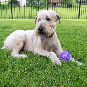 Gnawsome Medium Squeaker Ball for Dogs - Durable Chew Toy with Loud Squeaker for Interactive Play, Fetch & Training - Perfect for Small to Medium Breeds (Blue) - Indoor & Outdoor Use