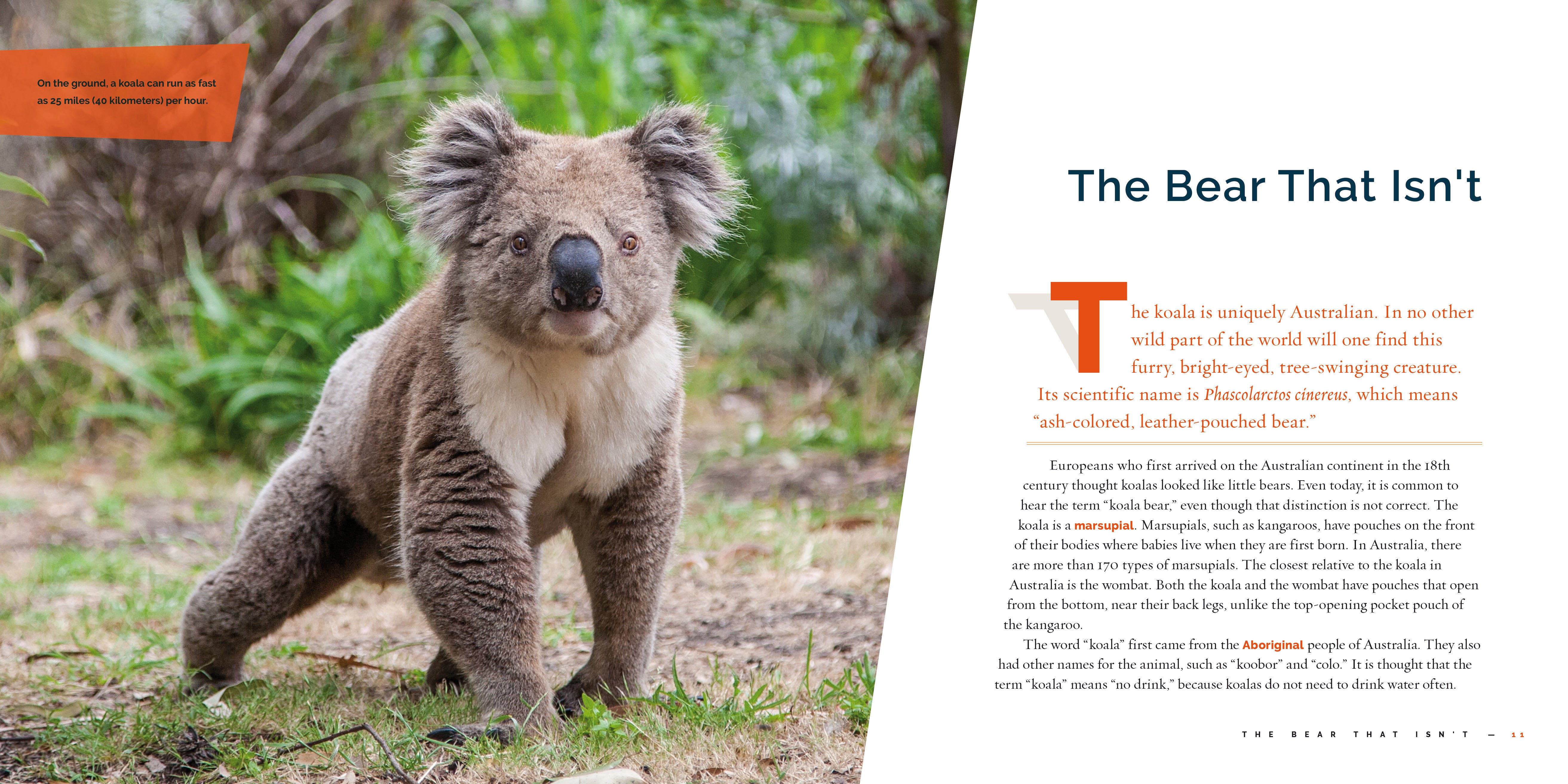 Koalas Book 9781640266032 - Learn About Koalas, Their Habitat, and Conservation - Perfect for Animal Lovers and Educational Use