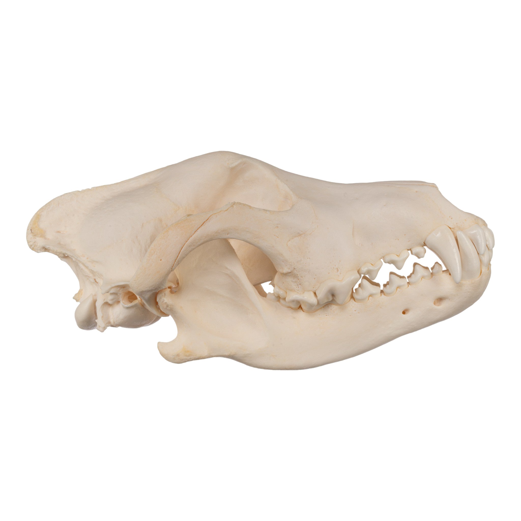 Authentic Gray Wolf Skull Replica - High-Quality Taxidermy Specimen for Home Decor, Gothic Display & Educational Use