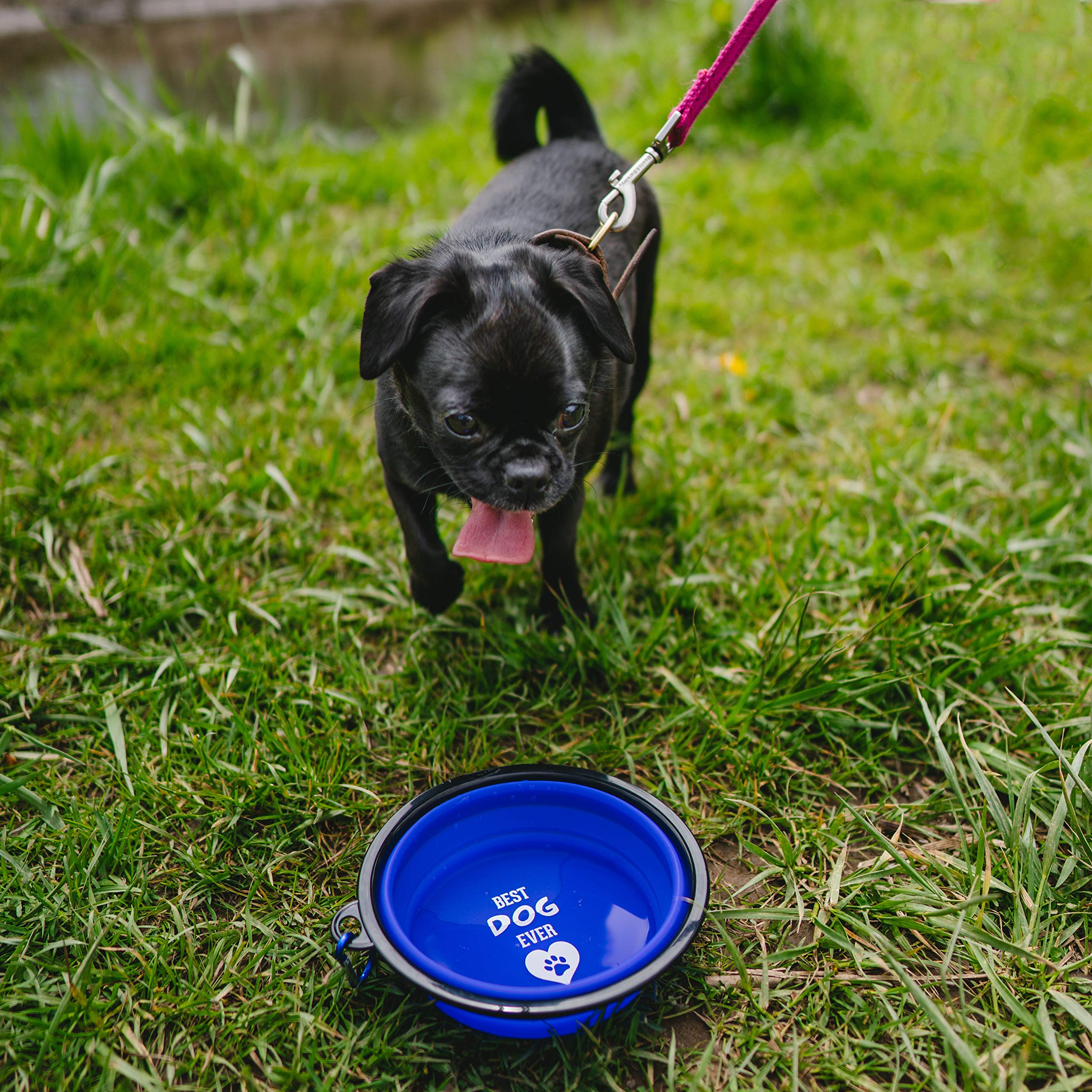 Best Ever 7 Inch Collapsible Pet Dog Bowl for Travel & Hiking - Lightweight Portable Dog Water & Food Bowl - Blue - Pavilion Gift Company