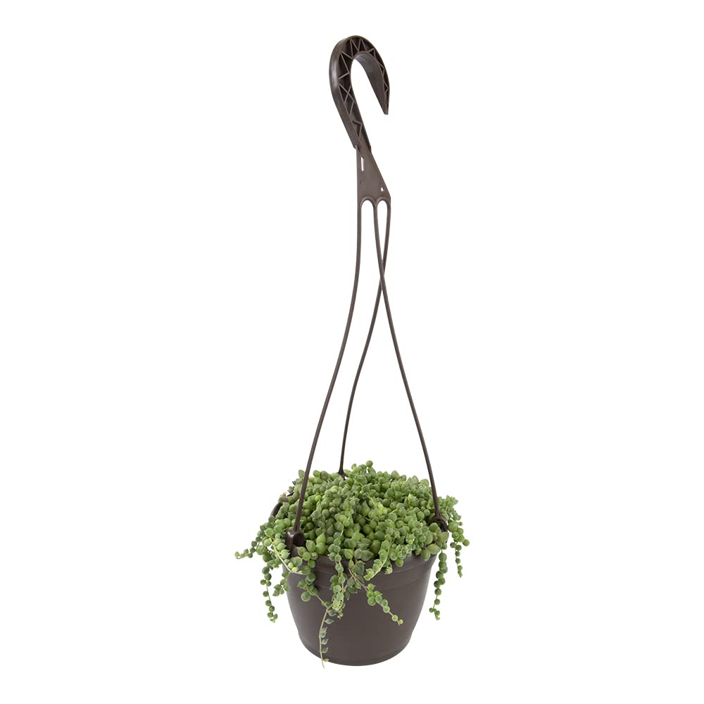 String of Pearls Live Succulent Plant in Hanging Planter - Indoor Houseplant for Home & Office Decor | Low Maintenance Mini Succulents for Shelves, Windowsills & Gift Giving