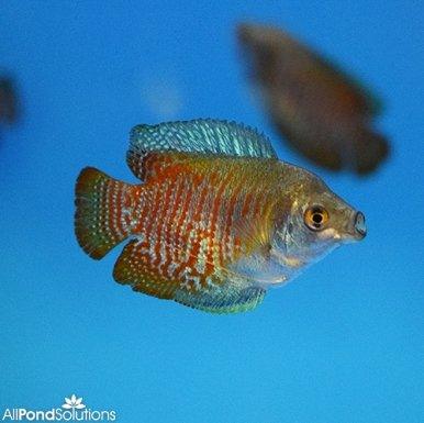 Dwarf Gourami (Trichogaster lalius) - Colorful Freshwater Aquarium Fish for Home & Office Tanks