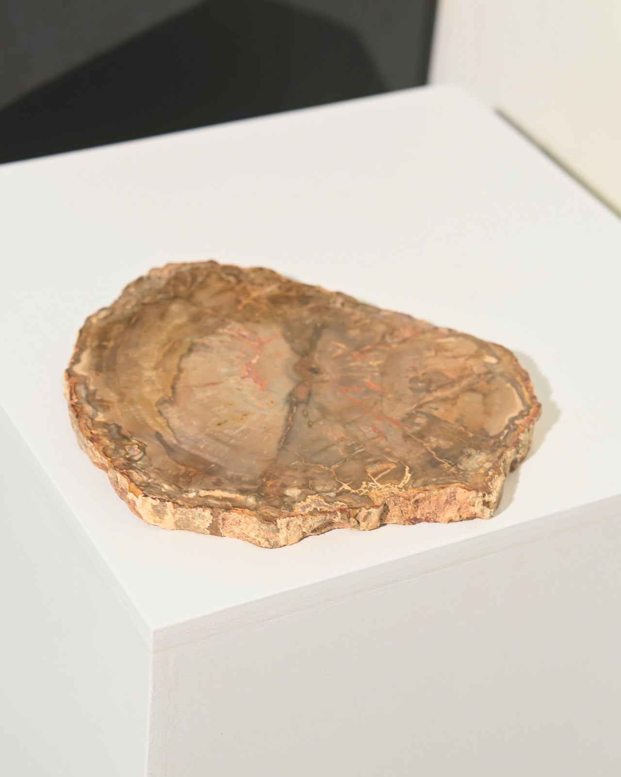 Natural Petrified Wood Slab - 6 Inch Polished Fossil Stone for Home Decor, Office Display, and Unique Gift Idea - Perfect for Coffee Tables, Bookshelves, and Meditation Spaces