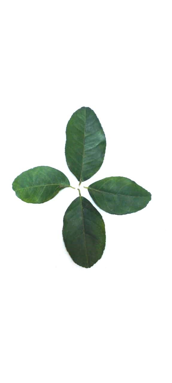 Organic Lemon Leaves 100g - Fresh Pure Nimbu, Nembu, Nebu Ke Patte (Lemon Leaf) for Tea, Cooking & Aromatherapy | USDA Certified | Herbal Remedy & Culinary Uses