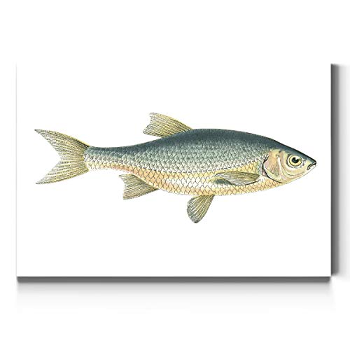 Antique Fish (4) - Golden Shiner
