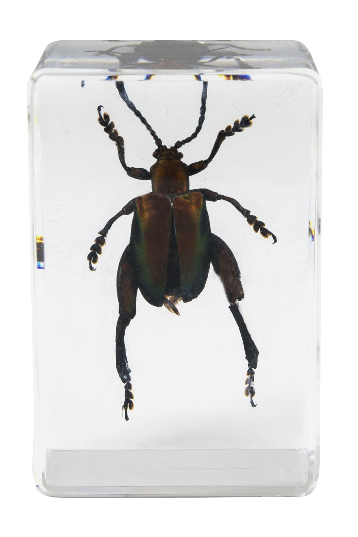 3D Bug Specimen Kit #5 - Realistic Insect Models for Science Education & Home Decor | Perfect for Classroom, Kids Learning & Nature Enthusiasts