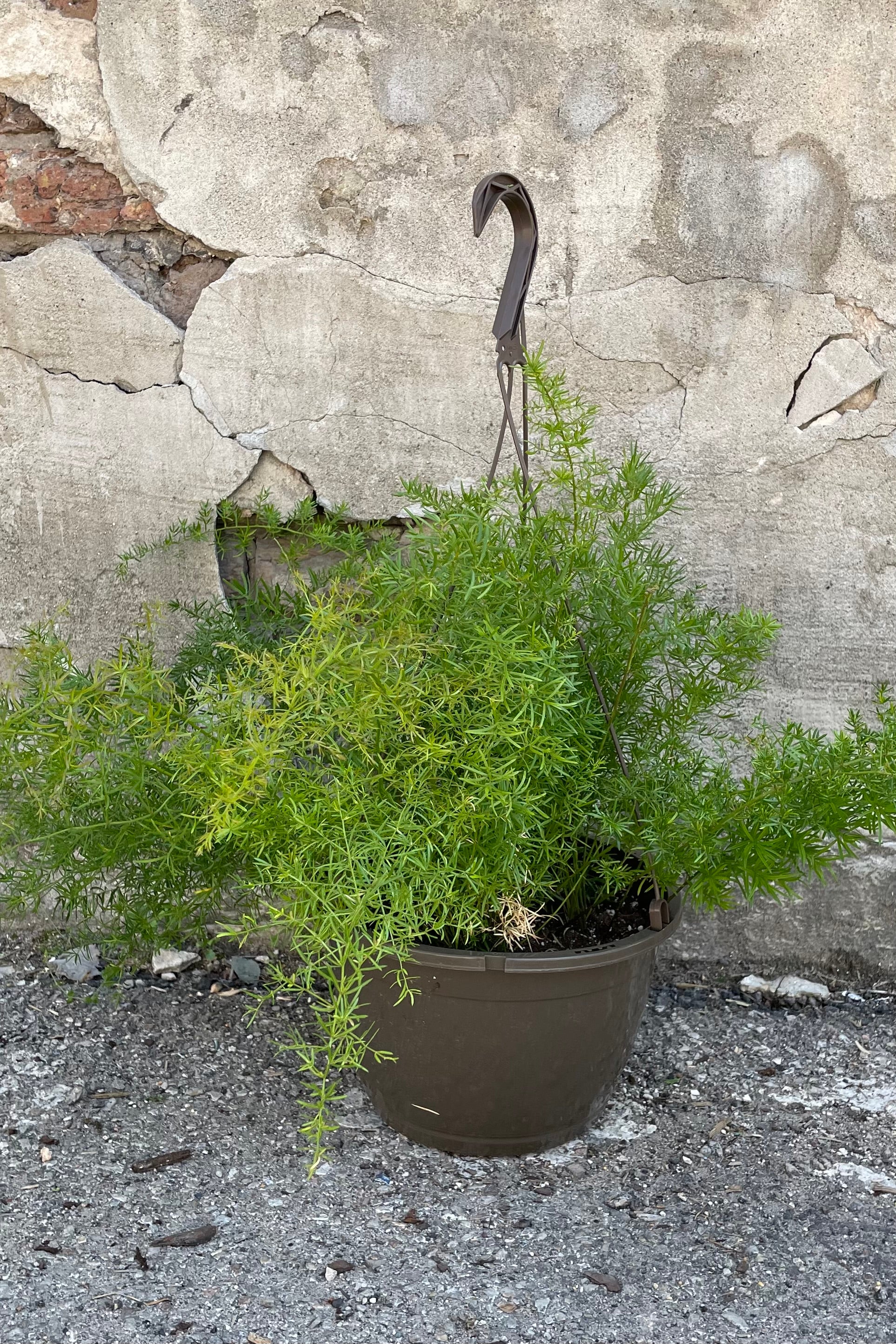 Buy Asparagus aethiopicus 'Sprengeri' Houseplant - 10