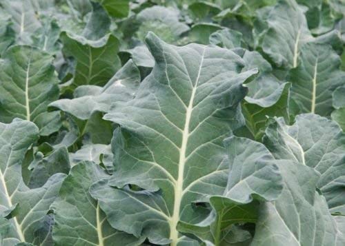 100 Vates Heirloom Collard Seeds - Non-GMO, Delicious Green Leafy Vegetable for Salads, Stir Fry & Southern Cooking | Perfect for Home Garden & Healthy Eating