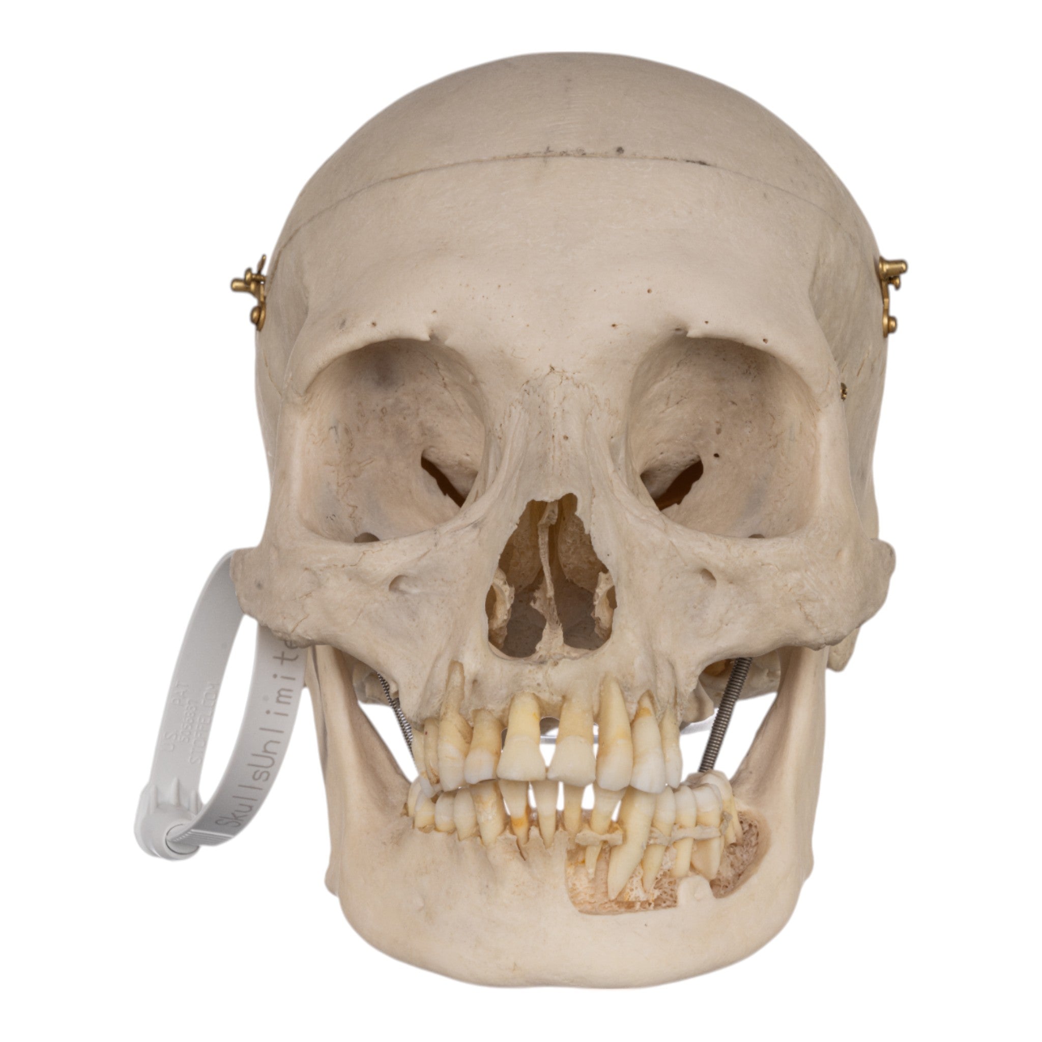 Real Human Skull with Exposed Teeth - Perfect for Halloween Decor, Medical Study, and Horror Movie Props