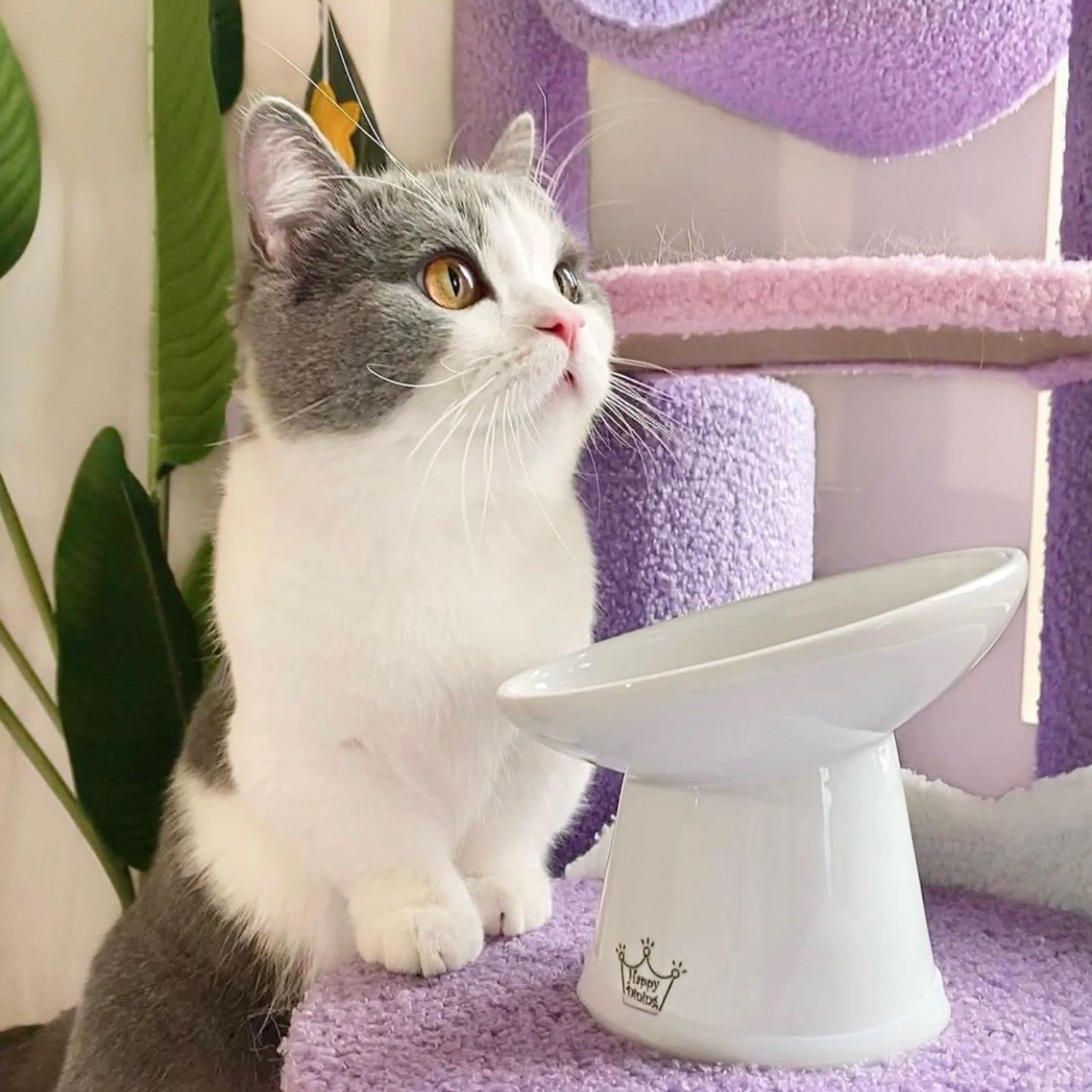 Necoichi Extra Wide Raised Cat Food Bowl - Elevated Stainless Steel Dish for Neck & Whisker Relief - Dishwasher & Microwave Safe - Japan's #1 Pet Bowl - Perfect for Senior Cats or Pets with Mobility Issues