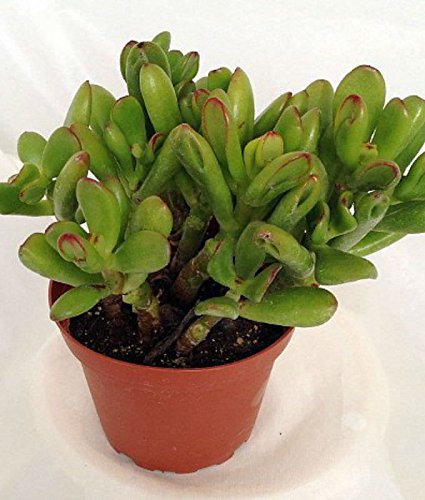 Crassula Hobbit Jade Live Succulent Plant - 2 Inch Pot Ready, Low Maintenance Indoor Cactus for Home Decor, Office Desk & Gift Ideas