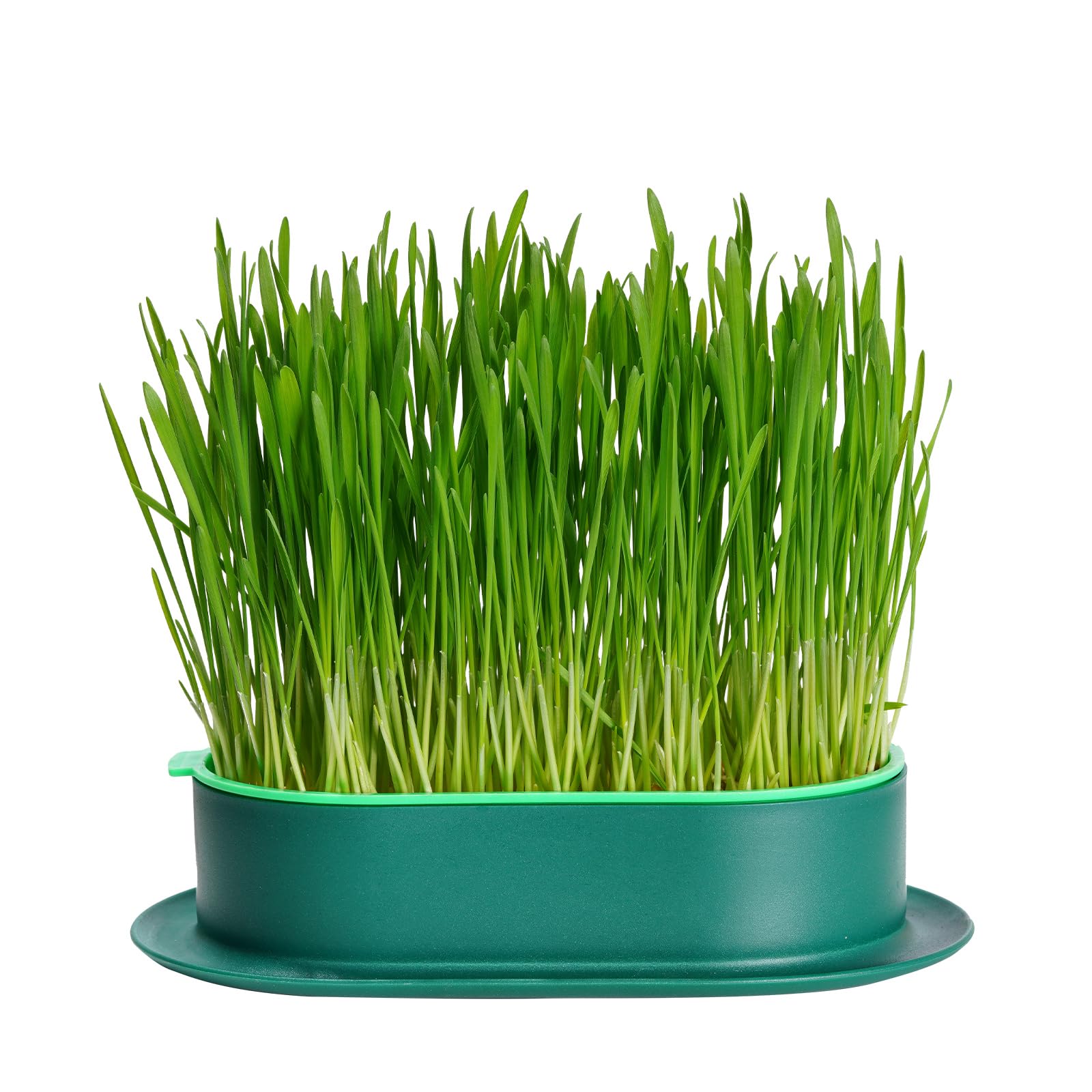 Organic Cat Grass Growing Kit - Hydroponic Indoor Soilless Planter for Cats | Easy to Grow 100% Natural Wheatgrass | Perfect for Indoor Cat Enrichment & Digestive Health