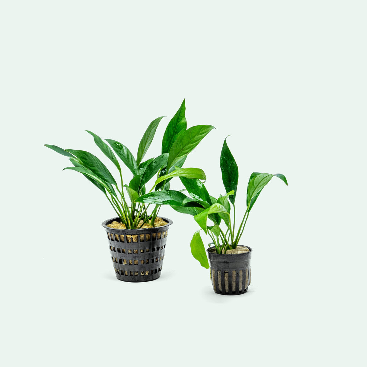 Anubias Congensis Live Aquatic Plant - Mother Plant for Aquariums, Fish Tanks & Terrariums | Perfect for Low Light Aquascaping & Shrimp Tanks