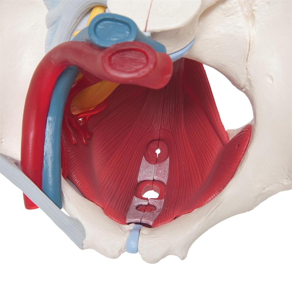 Female Pelvis Anatomy Model with Ligaments, Pelvic Floor & Organs - 6-Part Detachable Medical Educational Tool for Students, Doctors & Physical Therapists - Perfect for Classroom, Clinic & Home Study