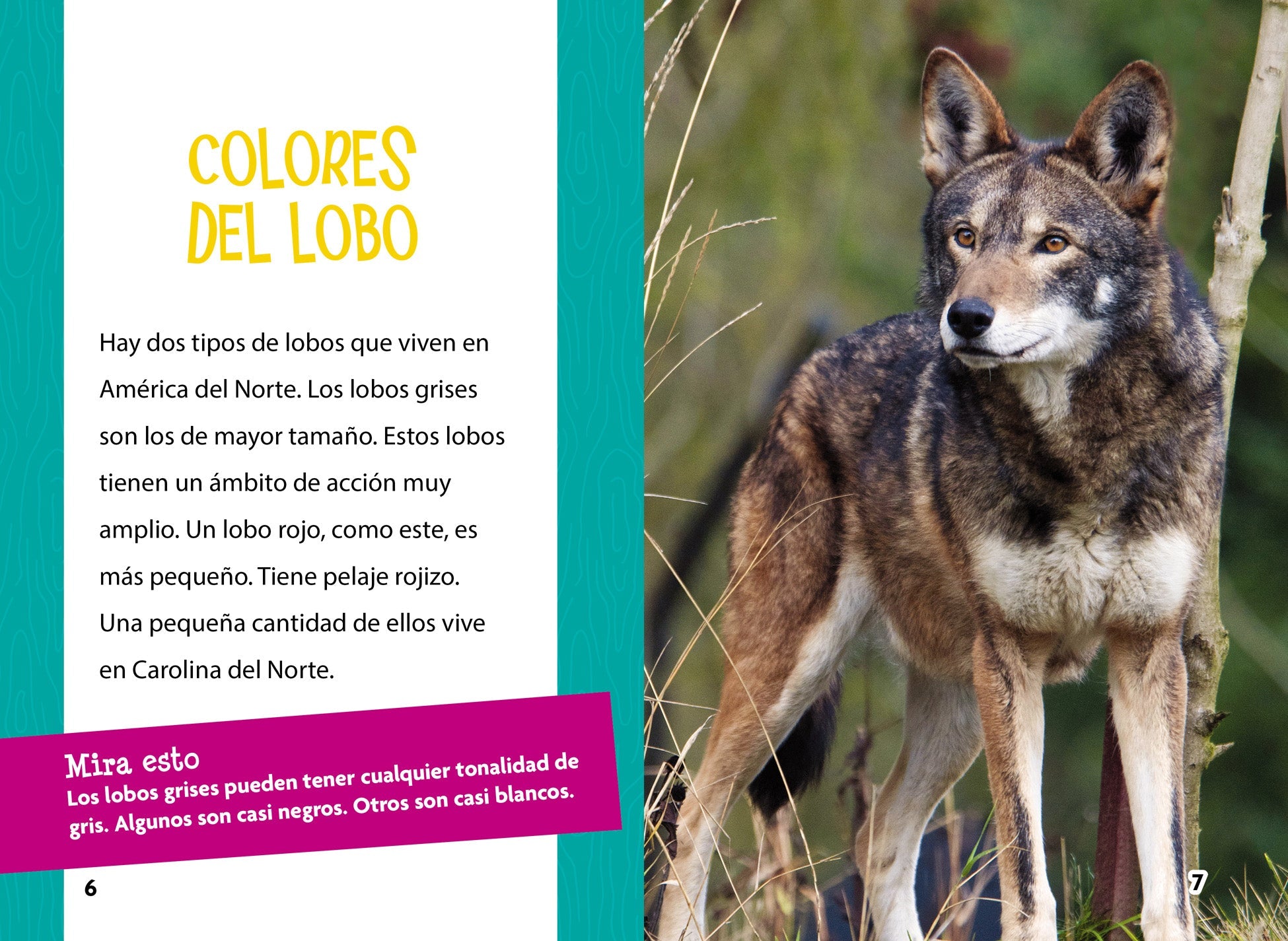 Los Lobos - Premium Handmade Mexican Blankets & Throws for Home Decor, Gifts, and Outdoor Adventures